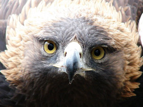 Фото Golden eagle