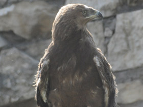 Фото Aguila imperial oriental