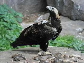Фото Aguila imperial oriental