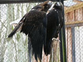 Фото Eastern imperial eagle