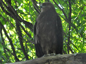 Фото Lesser spotted eagle