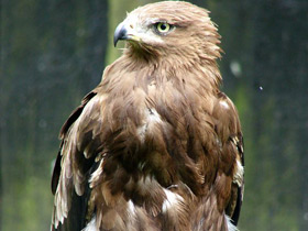 Фото Lesser spotted eagle