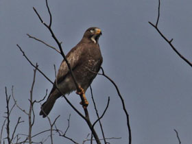 Фото White-eyed Buzzard