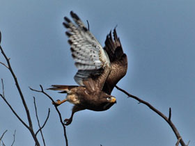 Фото White-eyed Buzzard