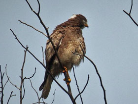 Фото White-eyed Buzzard