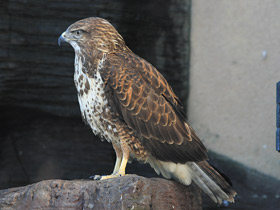 Фото Common Buzzard