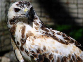 Фото Common Buzzard