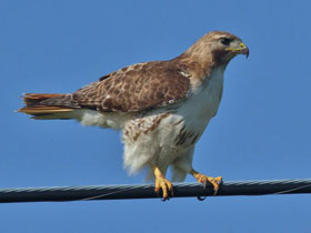 Фото Red-tailed hawk
