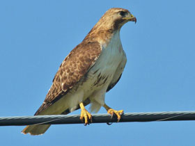 Фото Red-tailed hawk
