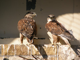 Фото Grey buzzard-eagle