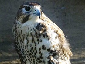 Фото Prairie falcon