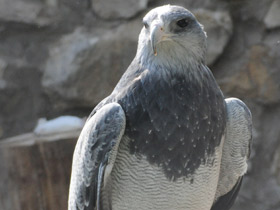 Фото Black-chested buzzard-eagle