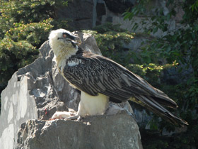 Фото Bearded vulture