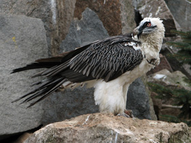 Фото Bearded vulture