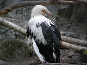 Фото Palm nut vulture