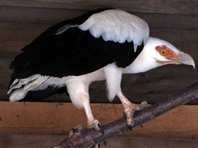 Фото Palm nut vulture