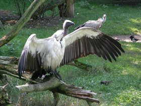 Фото White-backed vulture