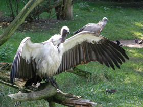 Фото White-backed vulture