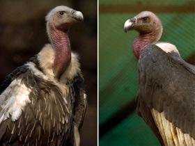 Фото White-rumped vulture