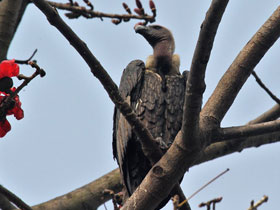 Фото White-rumped vulture