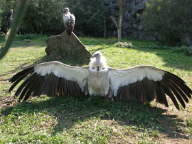 Фото Himalayan vulture