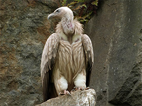 Фото Himalayan vulture