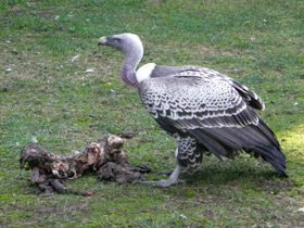 Фото Rüppell's vulture