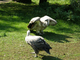 Фото Rüppell's vulture