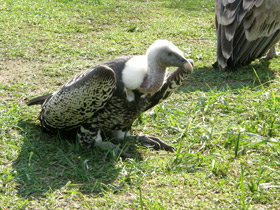 Фото Rüppell's vulture