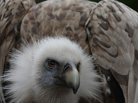 Фото Rüppell's vulture