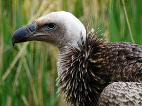 Фото Rüppell's vulture