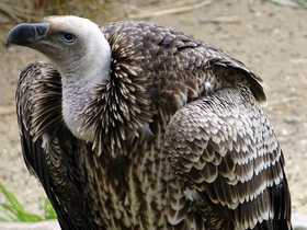Фото Rüppell's vulture