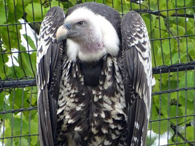 Фото Rüppell's vulture