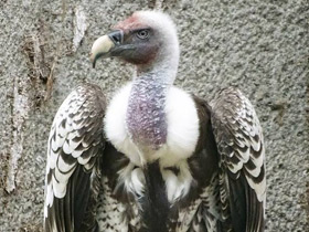 Фото Rüppell's vulture