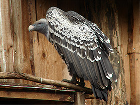 Фото Rüppell's vulture