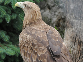 Фото White-tailed eagle