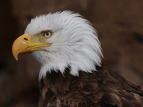 Фото Bald eagle