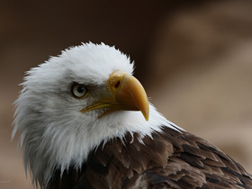 Фото Bald eagle