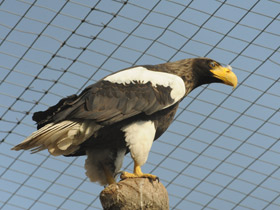 Фото Steller's sea eagle