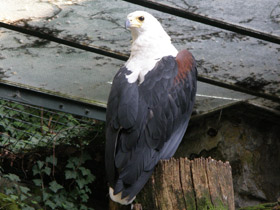 Фото African fish eagle