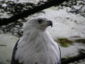 Фото African fish eagle