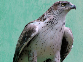 Фото Bonelli's eagle