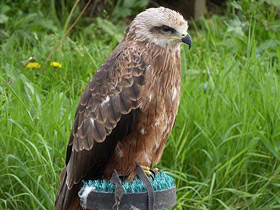 Фото Black kite