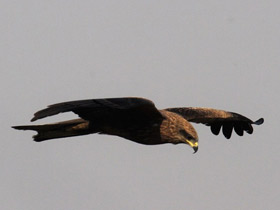 Фото Black kite