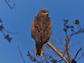 Фото Black kite