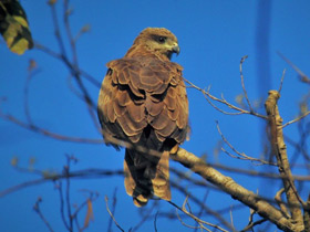 Фото Black kite