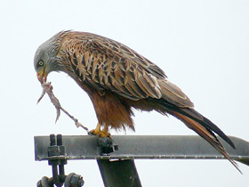 Фото Red kite