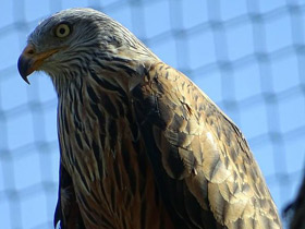 Фото Red kite