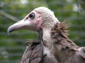 Фото Hooded vulture