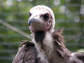 Фото Hooded vulture